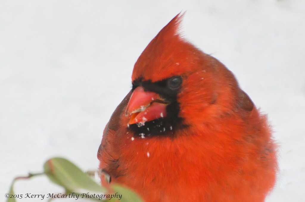 Hungry cardinal by mccarth1