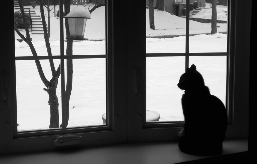 I'm glad I don't have to be out there by mittens