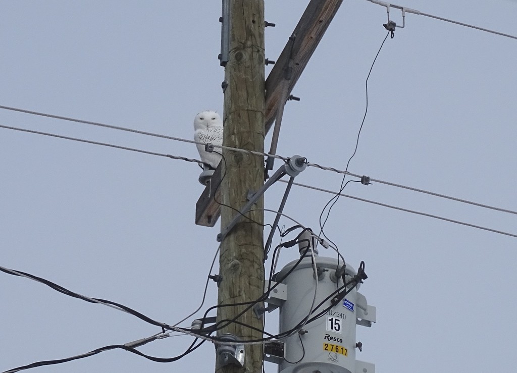 Snowy Owl in the wires by annepann