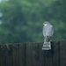 Sparrowhawk by richardcreese