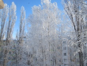 4th Feb 2015 - frost