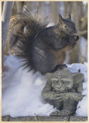 16th Feb 2015 - I've got squirrels on the brain...