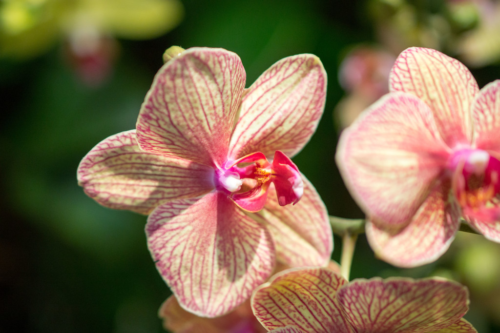 Pink Striped Orchid by rminer