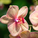 Pink Striped Orchid by rminer
