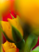 16th Feb 2015 - Valentine Bouquet