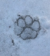 16th Feb 2015 - P is for Paw Print