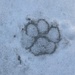 P is for Paw Print by jo38