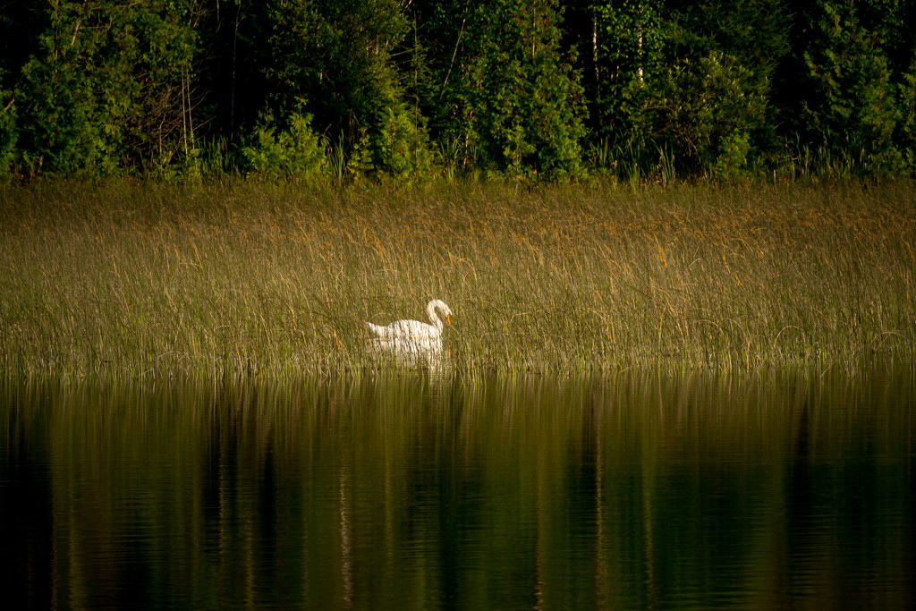 swan by jackies365