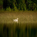 swan by jackies365
