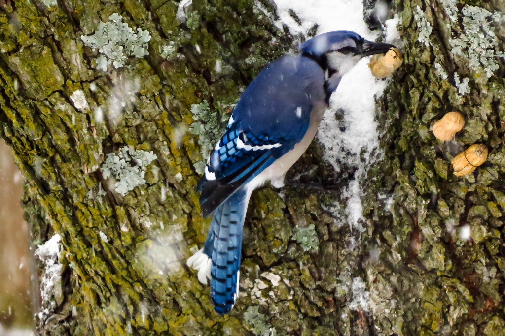 Trying to Slow the Bluejay Down! by milaniet