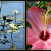 waterlily & hibiscus by mjmaven