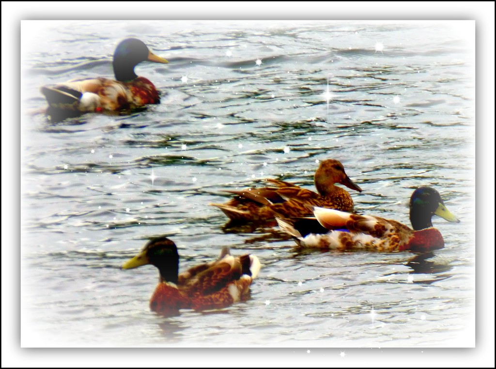 Q is for - Quack, Quack, Quack . by beryl