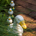 Q for Quackers by fotoblah