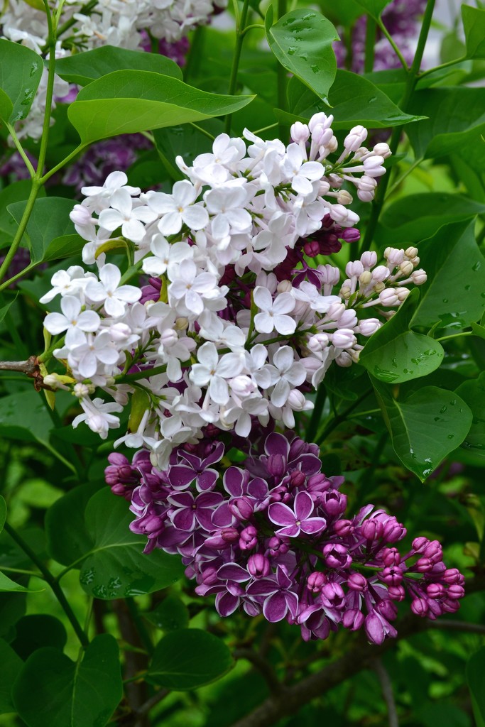 Lilacs by meemakelley