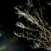 Moonlit Freezing Rain by stray_shooter
