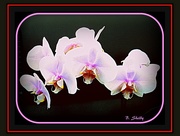 11th Feb 2015 - Orchids