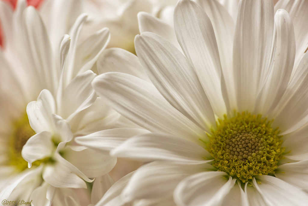 Daisies 1 by lstasel