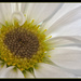Daisies 2 by lstasel