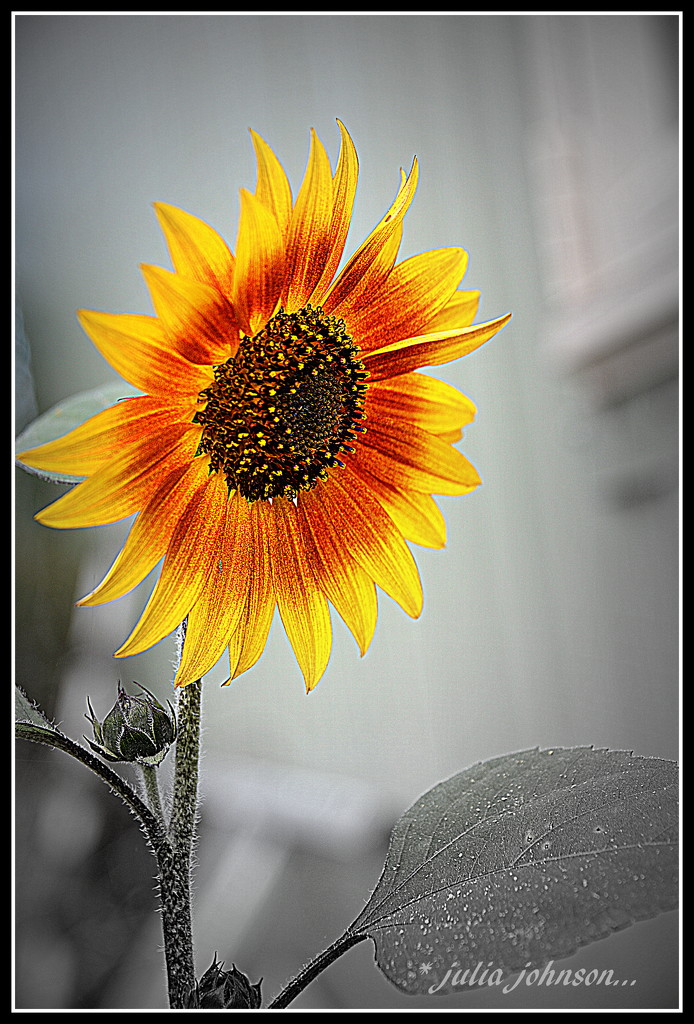 Lonely Sunflower by julzmaioro