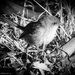 Superb Fairy Wren by flyrobin