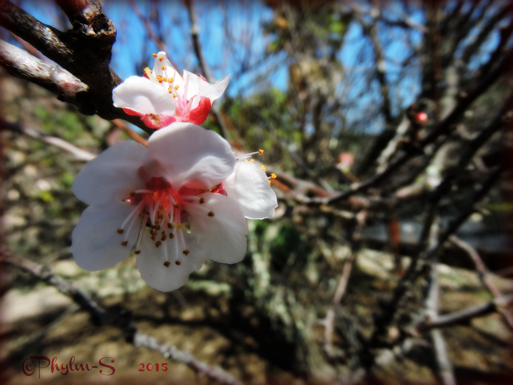 Apricot Blossom by elatedpixie