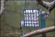 17th Feb 2015 - Long-tailed tits
