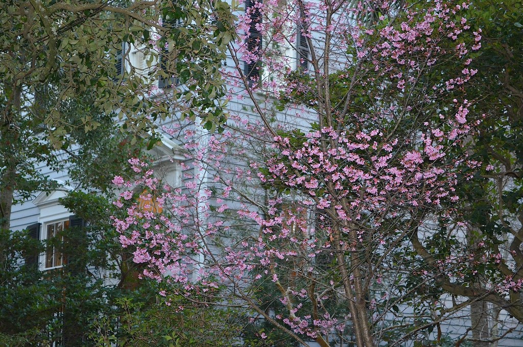 Early spring in Charleston, SC, before this week's freeze by congaree