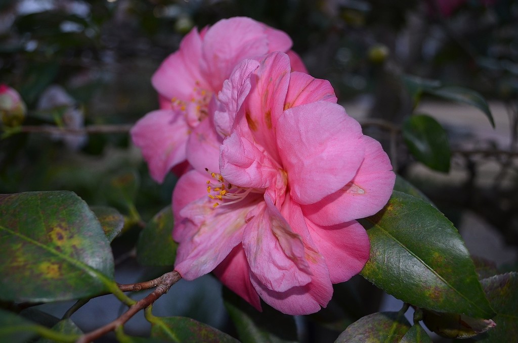 Camellia -- Such beauty! by congaree