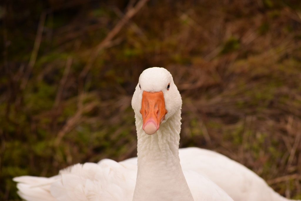 goose 2 by christophercox