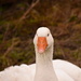goose 2 by christophercox
