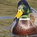 Mallard Duck by padlock