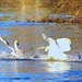 Swans on the Trent at Newark by oldjosh
