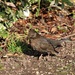 Female Blackbird by oldjosh