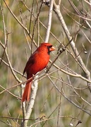 17th Feb 2015 - Male Cardinal