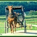 Amish Lifestyle by vernabeth