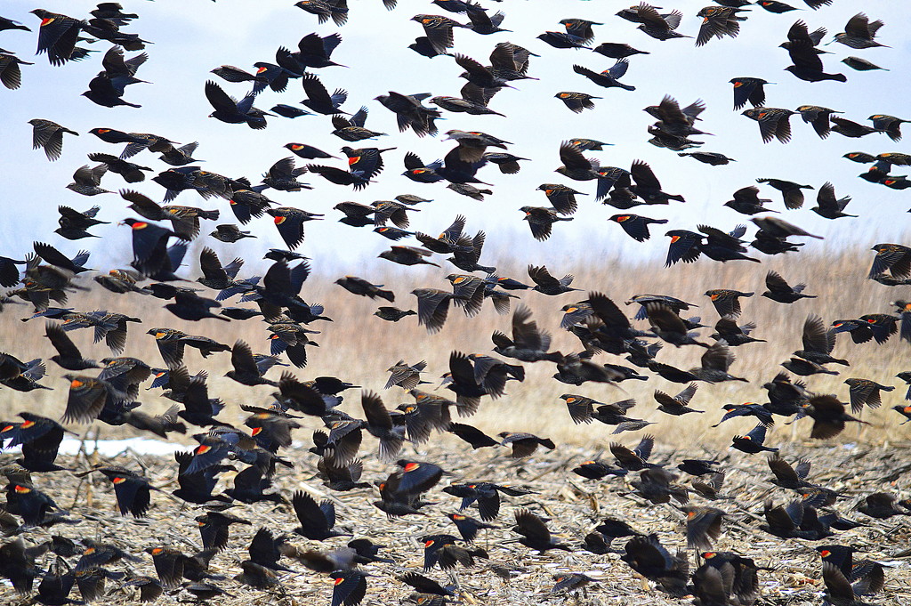 It's Snowing Red-Winged Blackbirds in Kansas! by kareenking