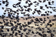 17th Feb 2015 - It's Snowing Red-Winged Blackbirds in Kansas!