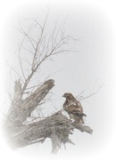 17th Feb 2015 - Hawk in Kansas Snowfall