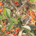 Scarlet Firethorn by rhoing