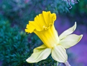 17th Feb 2015 - First Daffodil