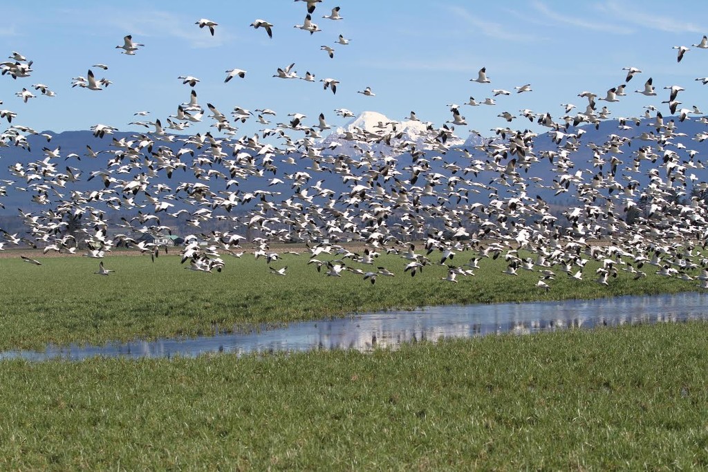 Snow Geese in Flight by whiteswan