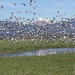 Snow Geese in Flight by whiteswan