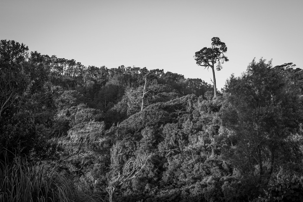 New Zealand jungle #286 by ricaa