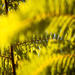 fern everywhere #291 by ricaa