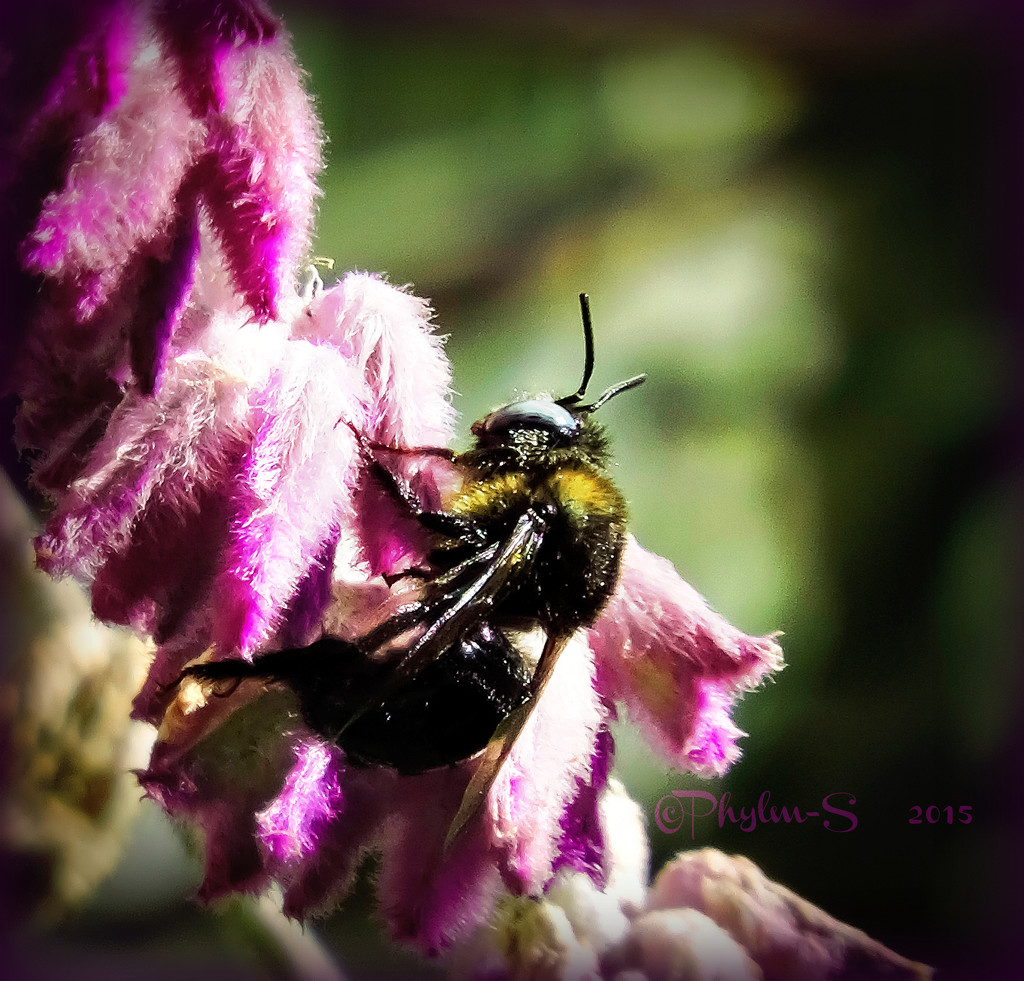 Bumble Bee in the not so Winter by elatedpixie