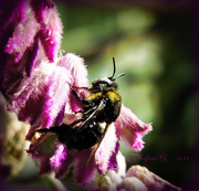 17th Feb 2015 - Bumble Bee in the not so Winter