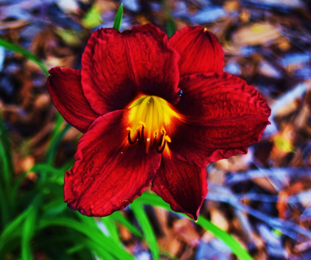 Day Lily. by happysnaps