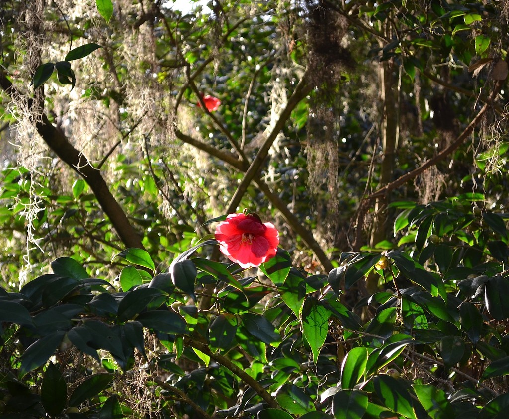 Camellia, Charles Towne Landing State Historic Site, Charleston, SC by congaree