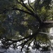 Reflections, Charles Towne Landing State Historic Site, Charleston, SC by congaree