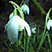 Snowdrops and raindrops. by wendyfrost